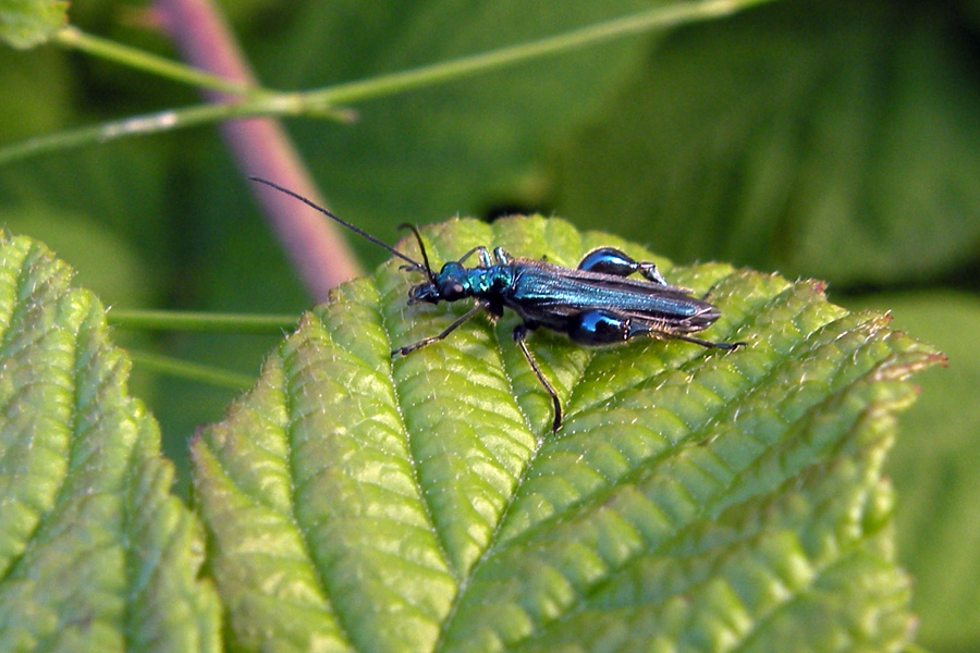 Oedemera nobilis var. coerulea